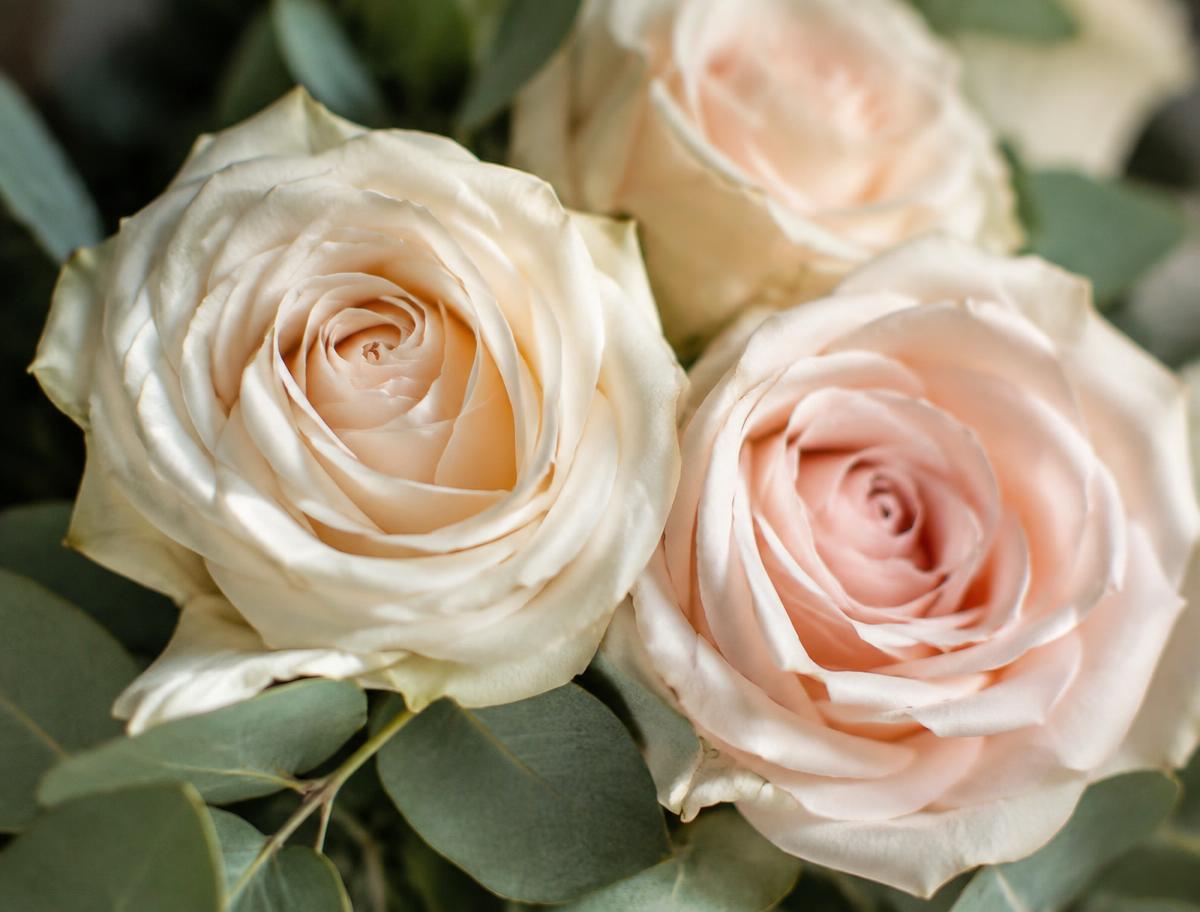 Close-up of ivory and blush silk roses with eucalyptus